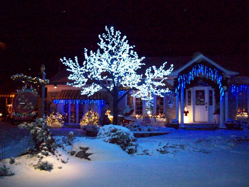 Our tree lights are not afraid of cold weather