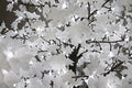 LED Maple Tree – energy-saving and long lifespan, for garden and landscape lighting from gtreelights.com