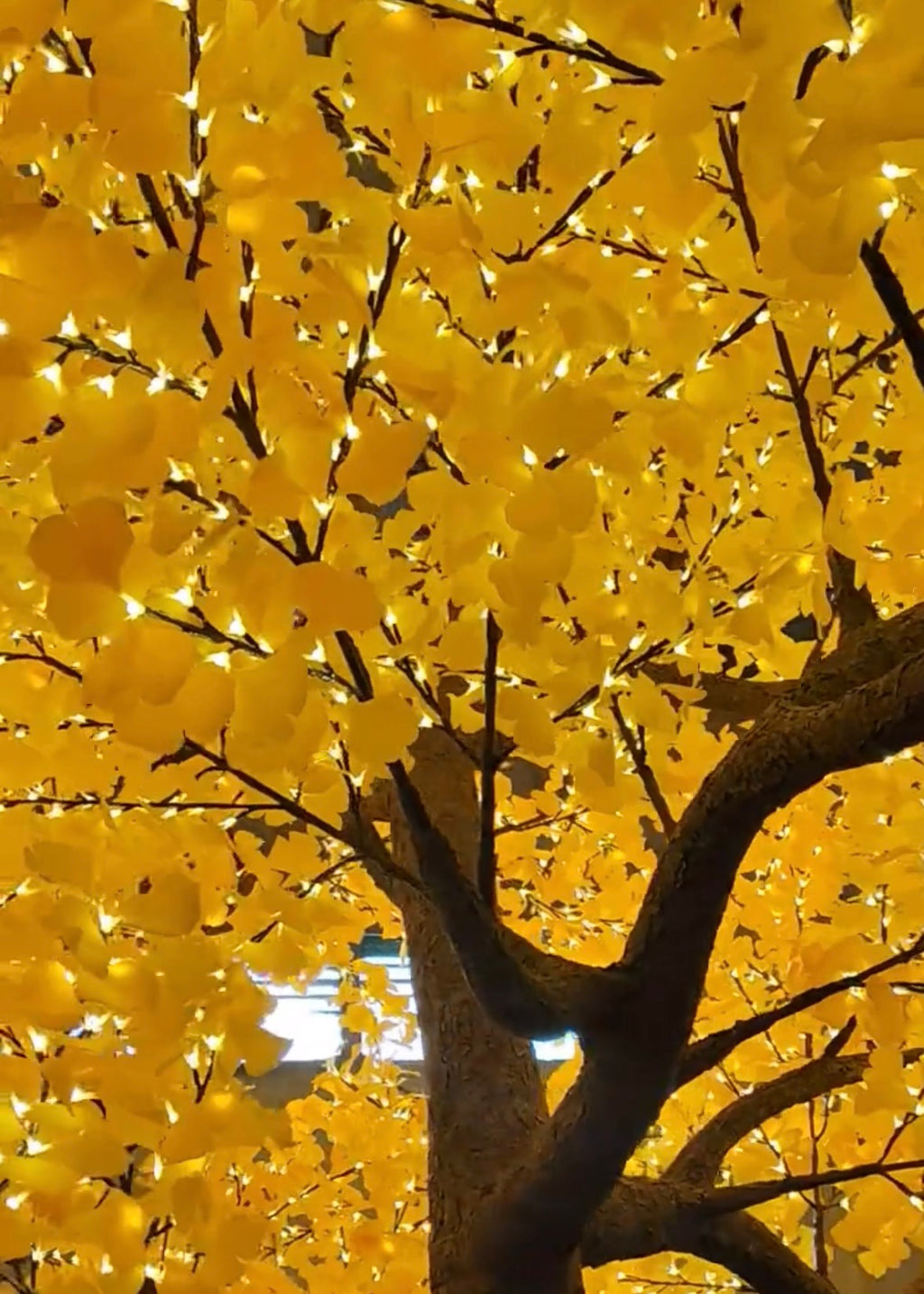 Yellow ginkgo leaves and warm white LED lights close-up on high simulation tree
